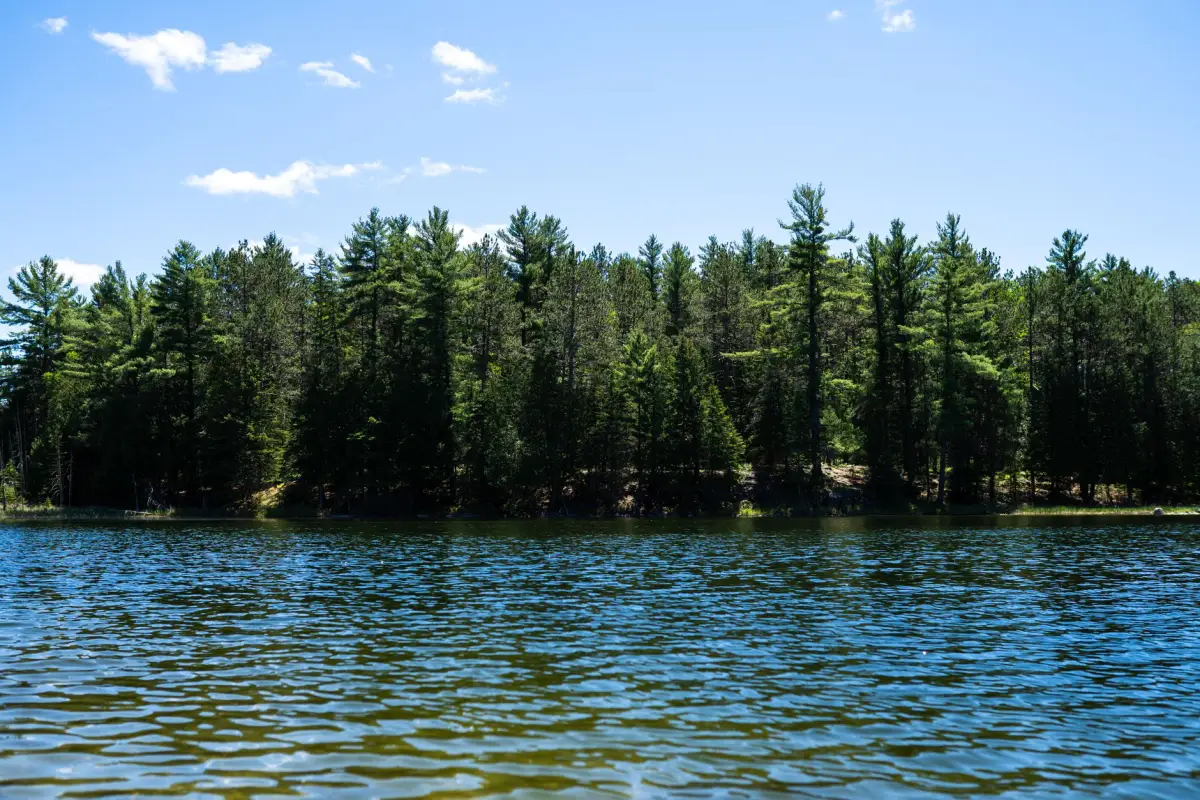A stand of pine and spruce along a lake shoreline under a clear sky