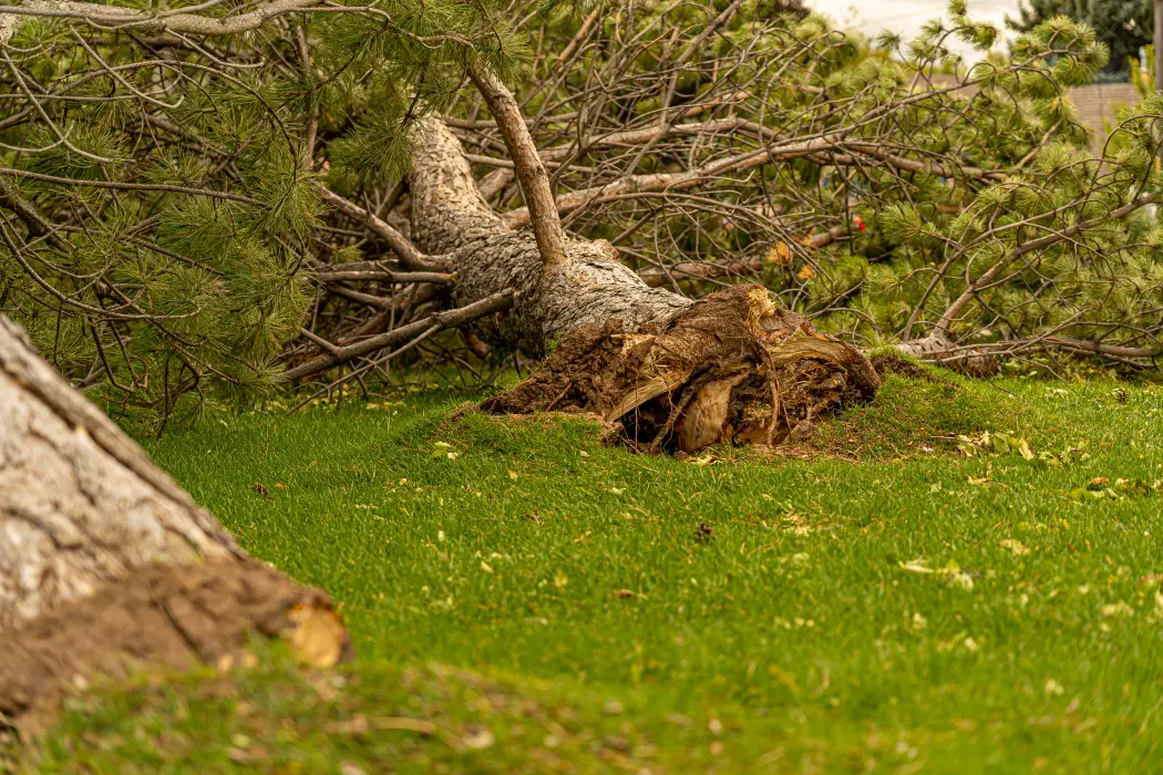 A large pine blown over in a yard with its root plate lifted clear out of the lawn