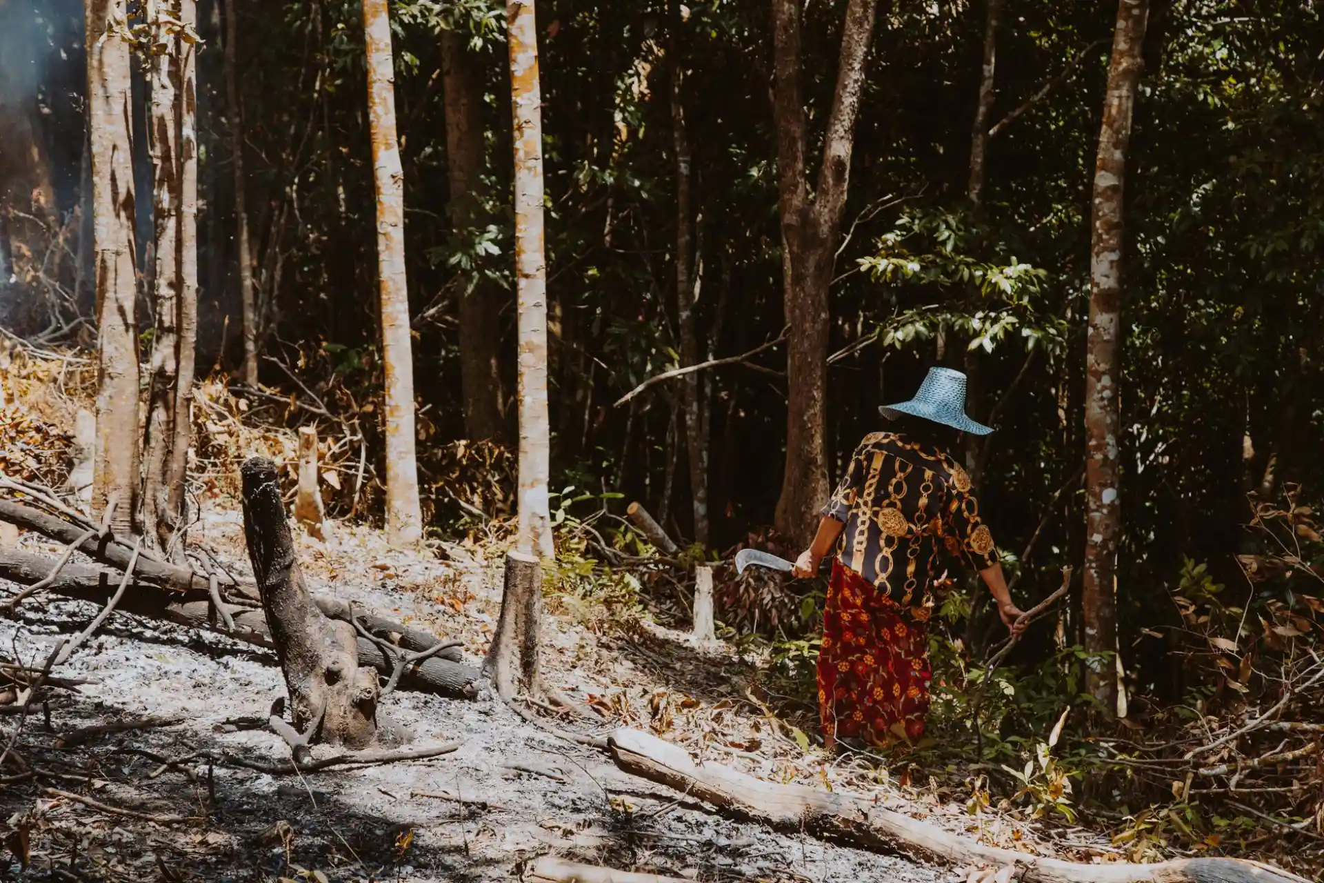A worker clearing cut brush and tree material by hand in dense woodland