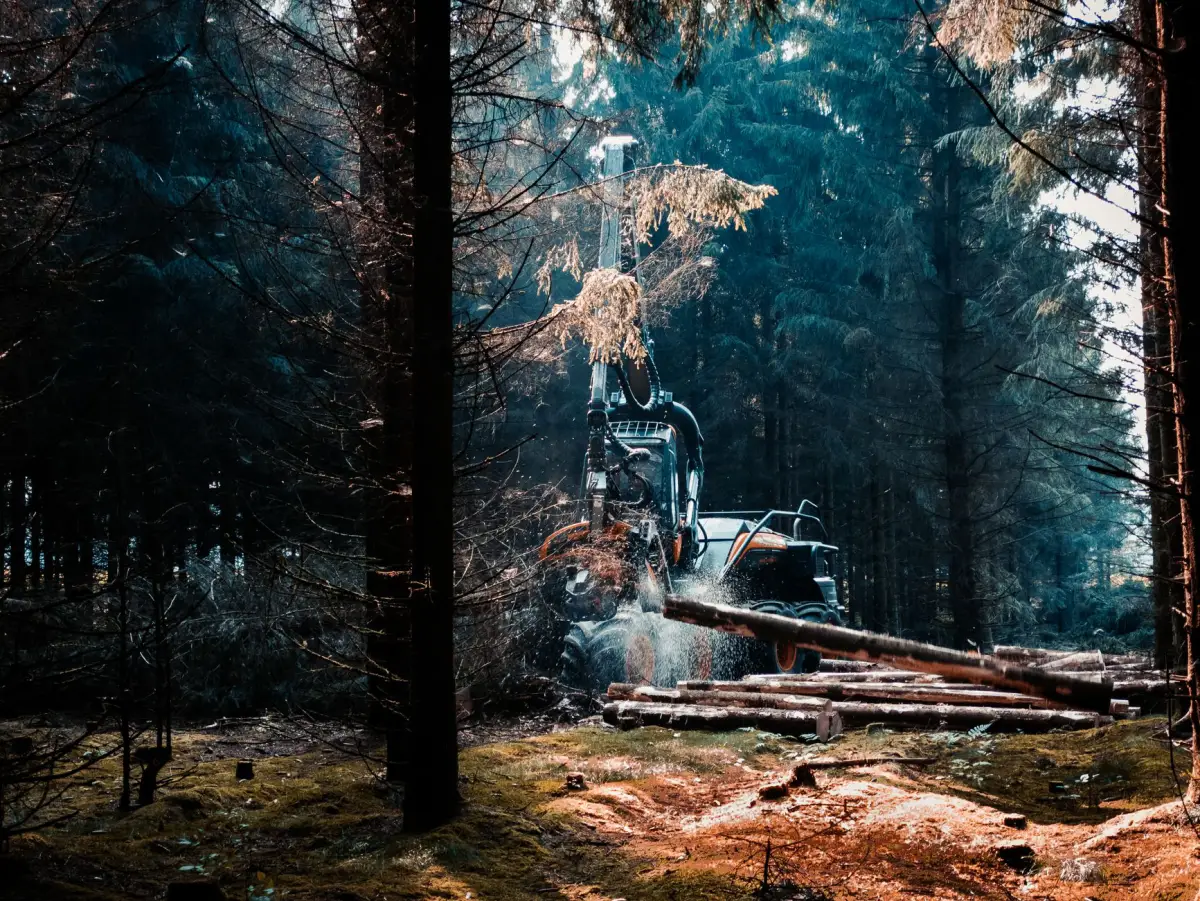 A tracked forestry machine cutting a stem in dense conifer woodland, cut logs stacked in front of it