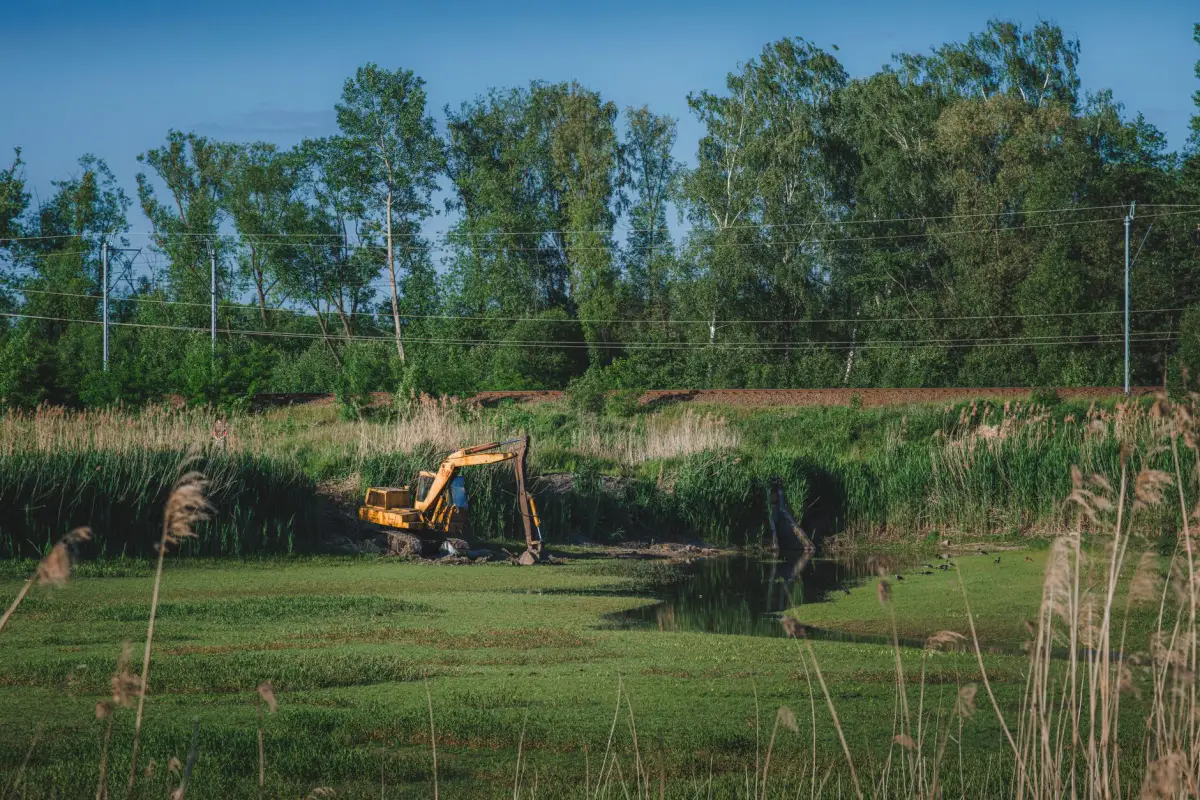 An excavator working at the edge of a reed-fringed pond with a birch treeline behind it