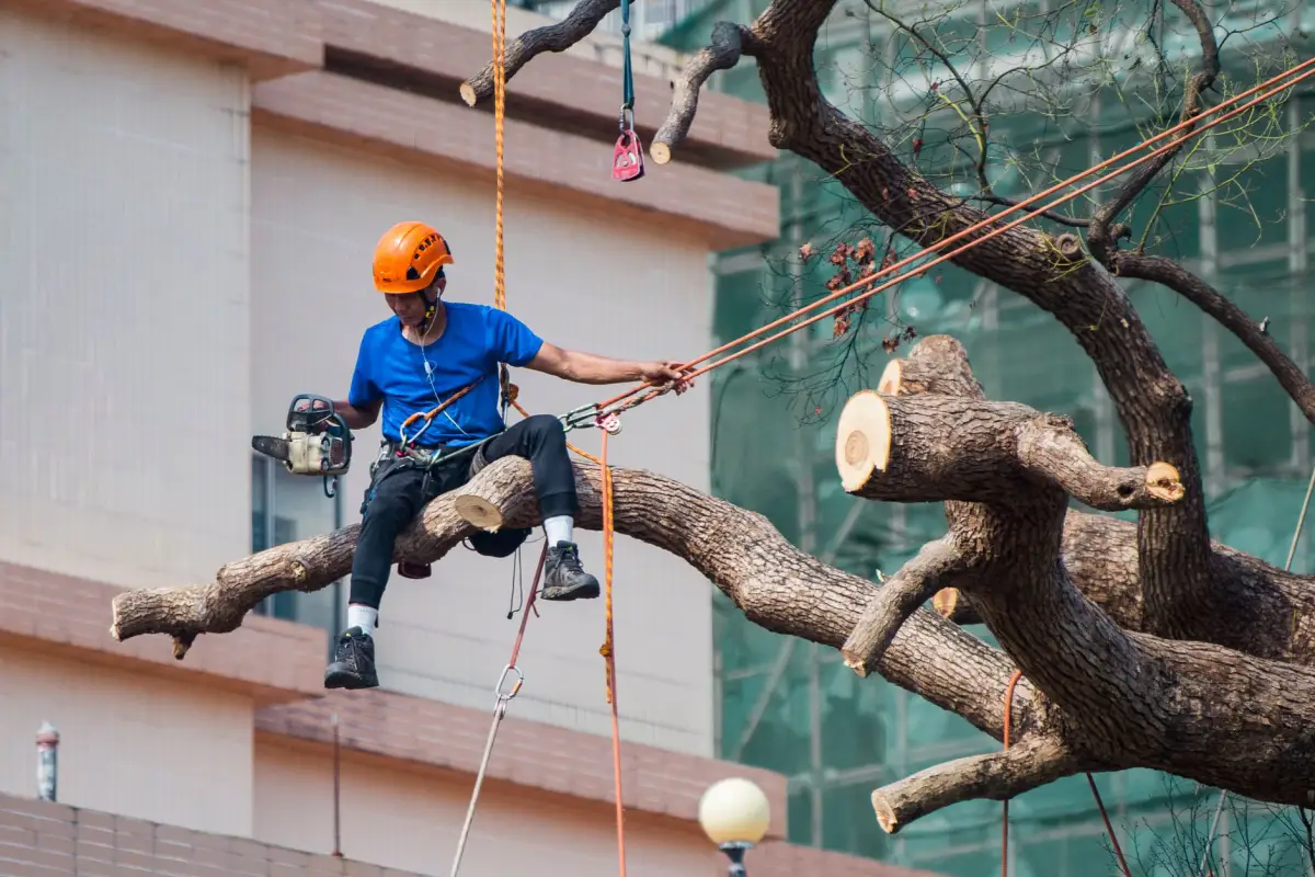 A climbing arborist rigged on ropes beside a building, working along a partly dismantled limb