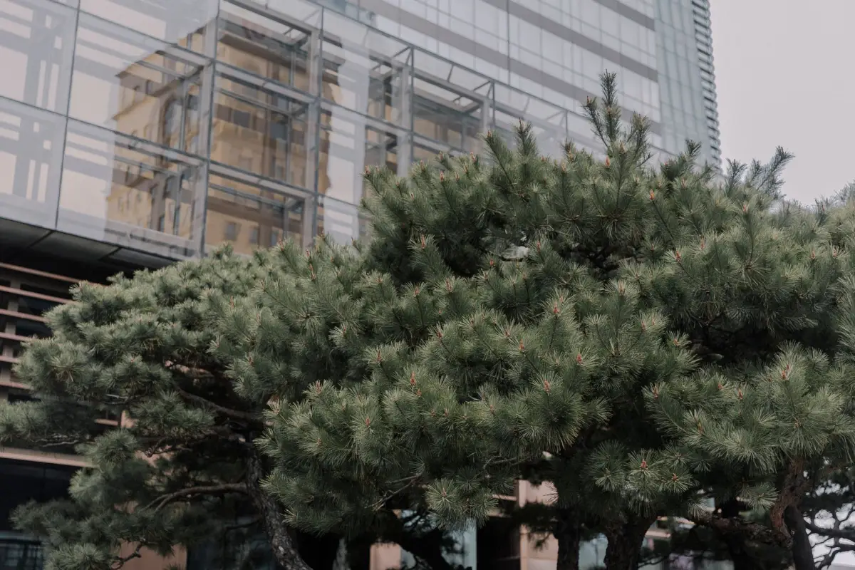 Conifers planted against an office tower with reflective glazing