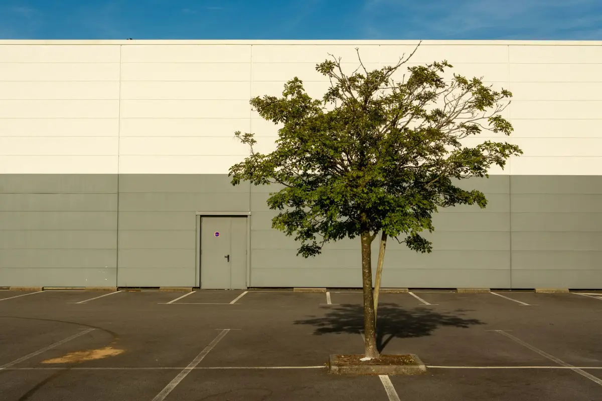 A single tree in a marked parking-lot island in front of a commercial building