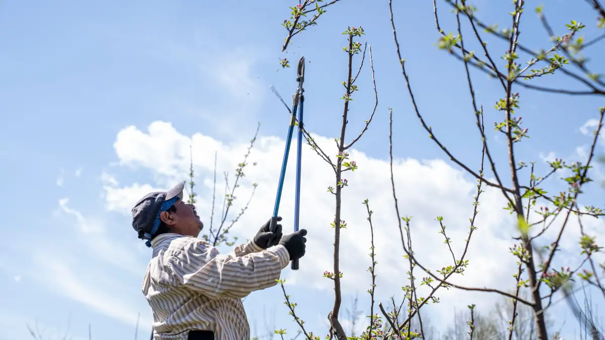 A worker using long-handled loppers to cut a high branch against an open sky