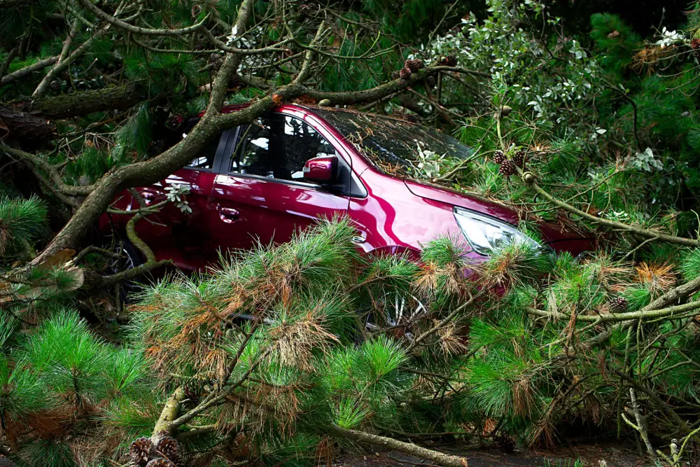 A car buried under the branches of a fallen pine after a storm