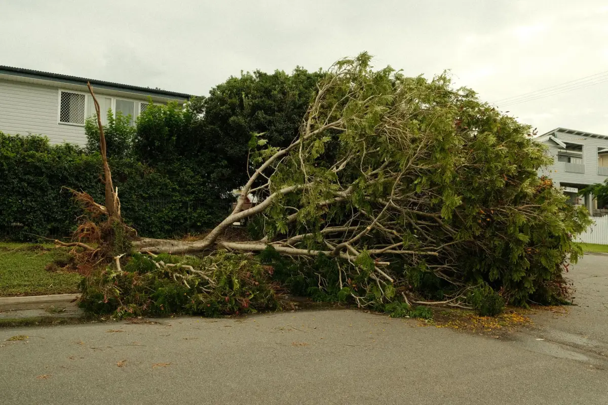 A large tree uprooted and blocking a residential street