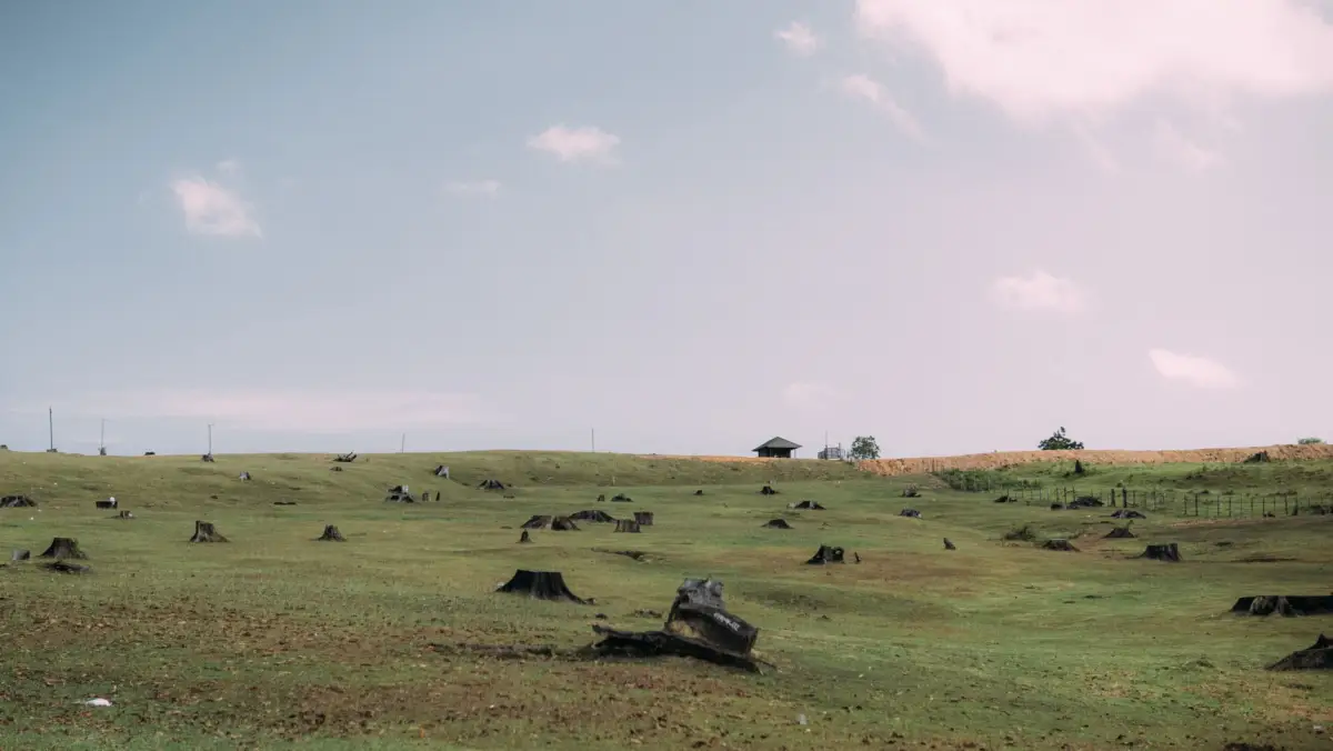 A cleared grassy hillside dotted with the stumps of felled trees