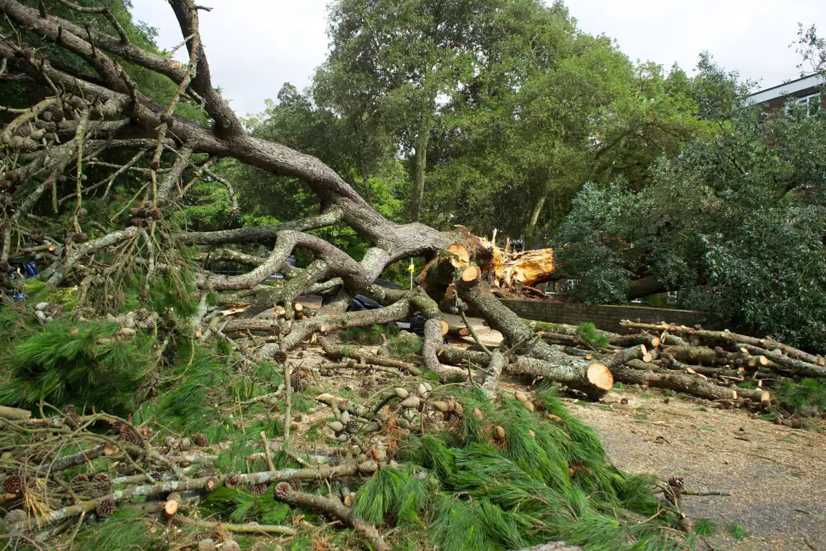 A storm-felled pine with a shattered trunk, its branches and cut rounds strewn across a path