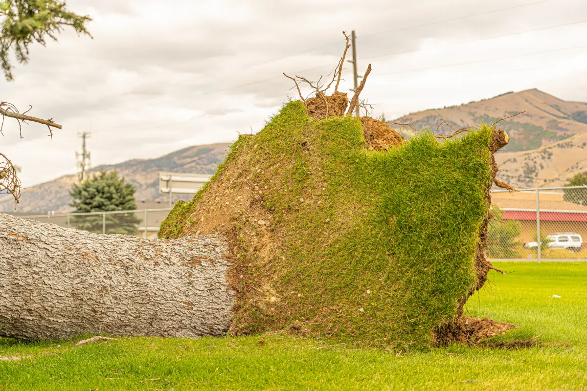A fallen tree with its root plate lifted clear of the ground