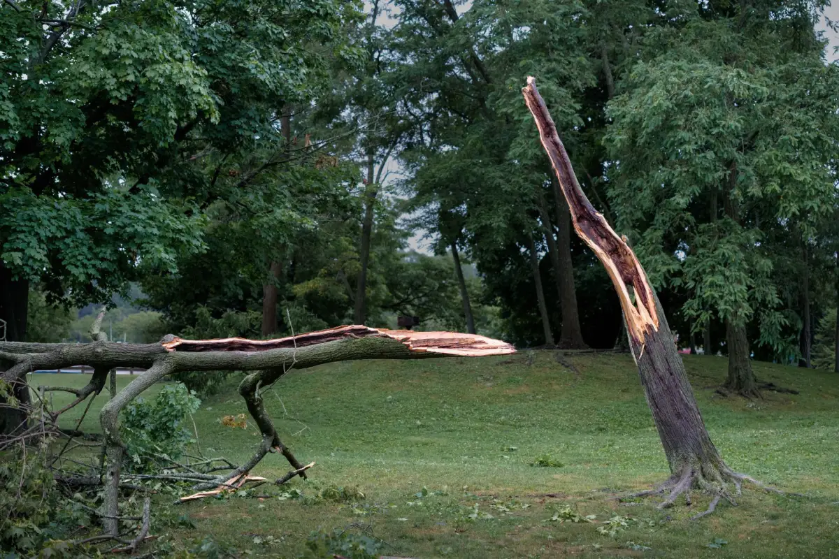 A mature tree split down the trunk by storm damage