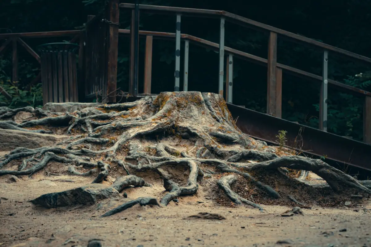 An old stump with a wide spread of surface roots running out across a sandy path