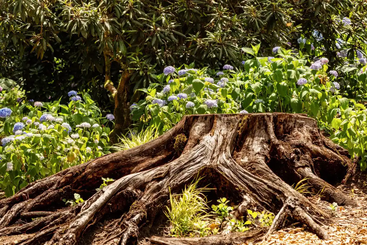 A weathered tree stump left standing in a planted garden bed