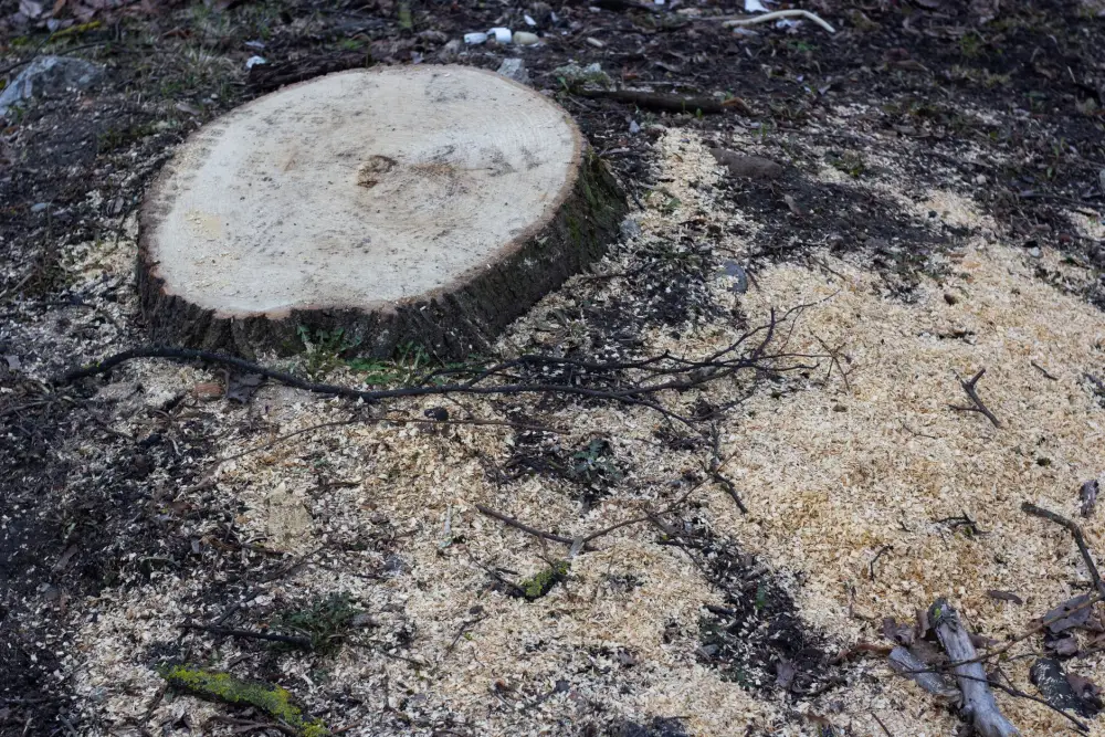 A freshly cut stump surrounded by a spread of pale sawdust and chips