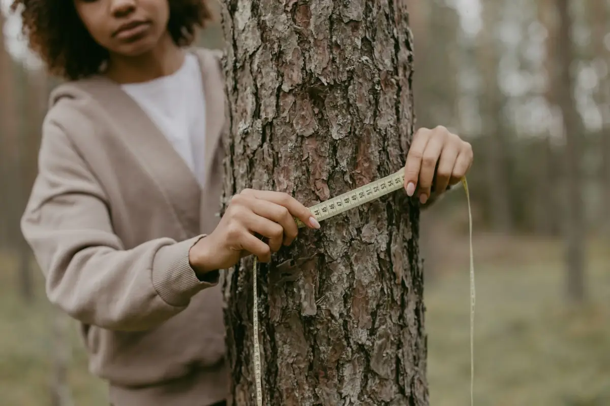 A person measuring the circumference of a pine trunk with a tape measure