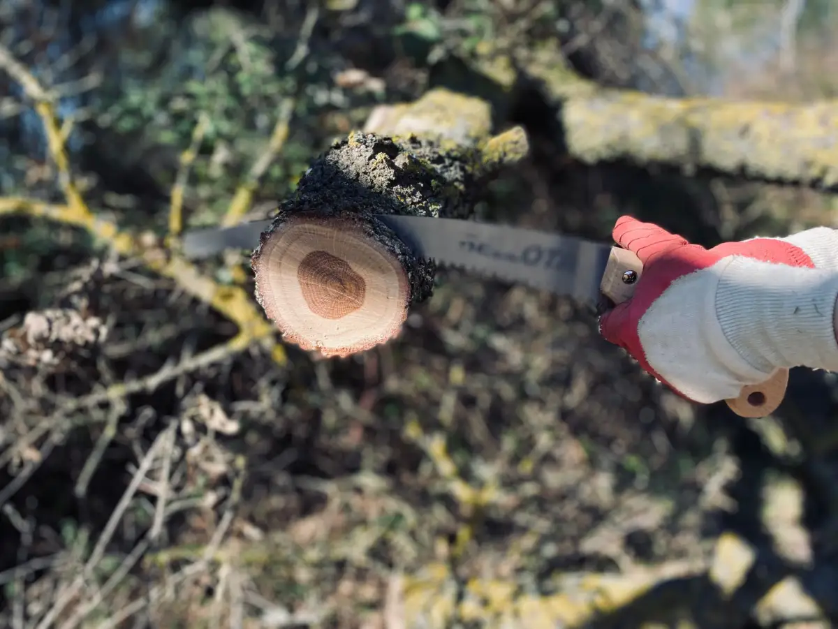 A gloved hand holding a pruning saw beside the clean cut face of a freshly pruned branch