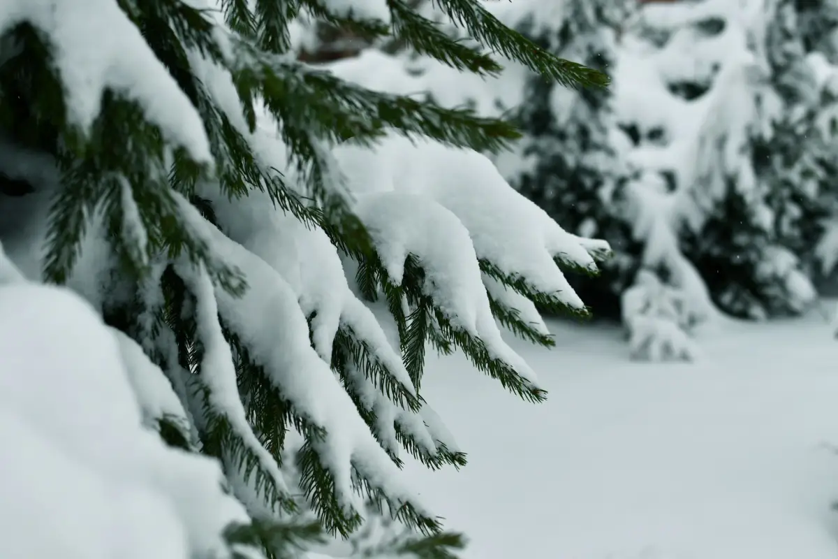 Spruce branches bent under a heavy load of wet snow