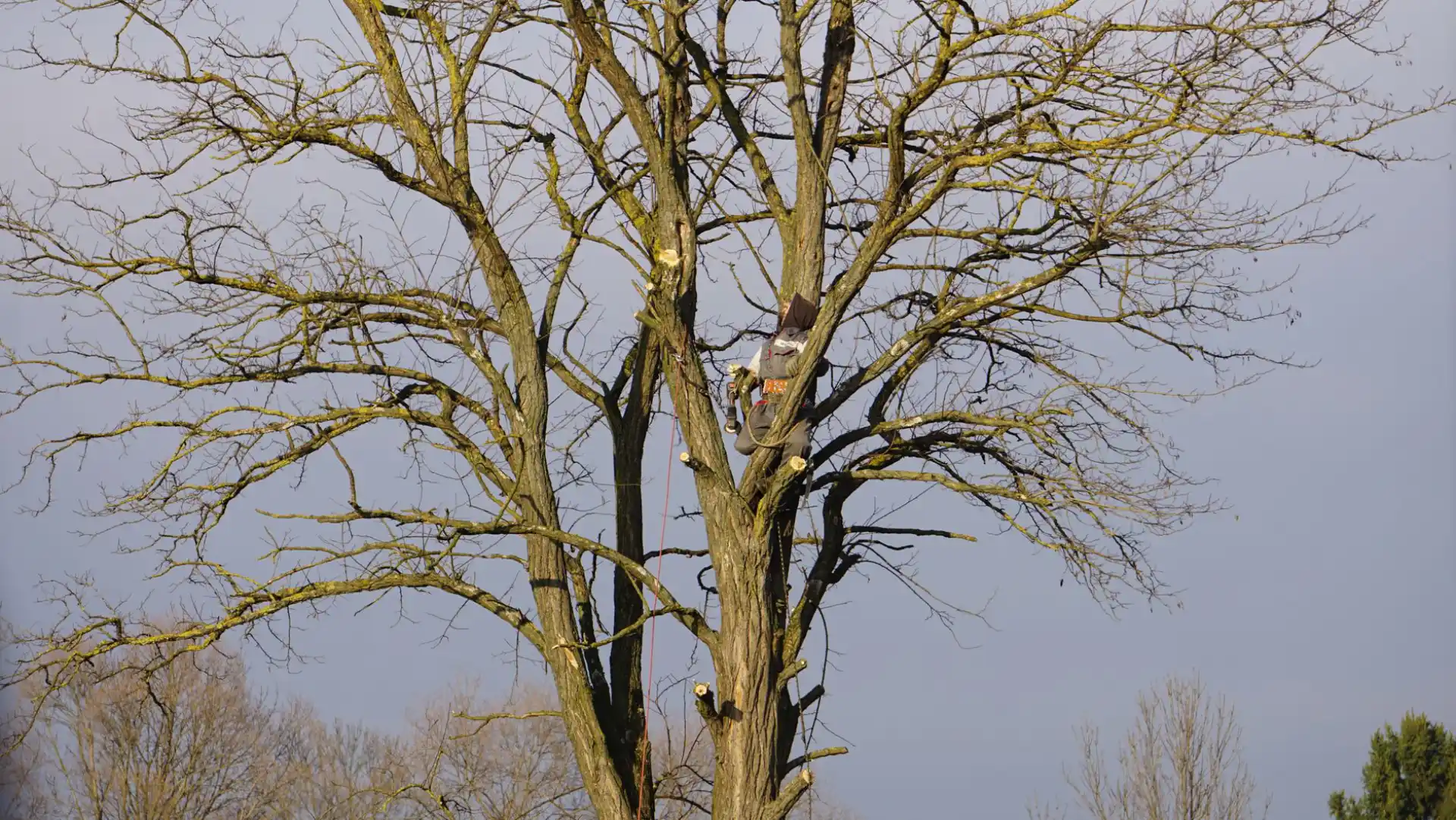 An arborist climbing a tall bare tree on a clear winter day to carry out crown work