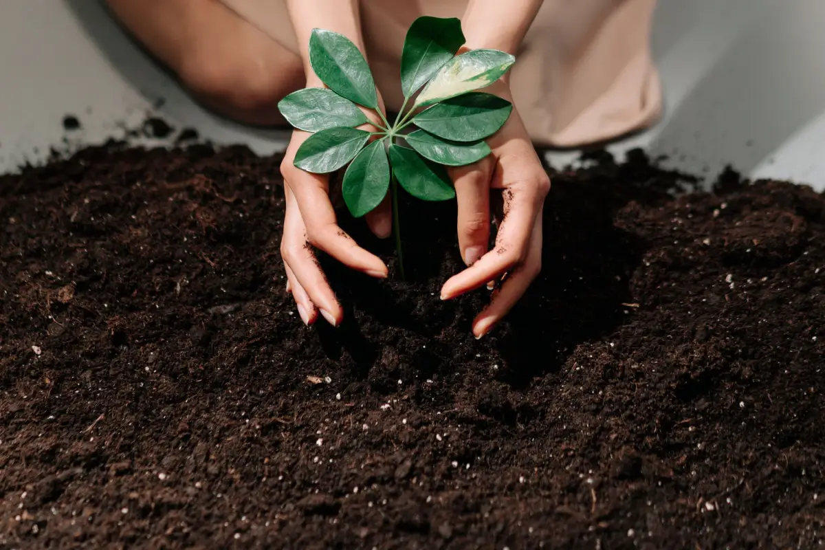 Hands settling a young tree into fresh soil at planting