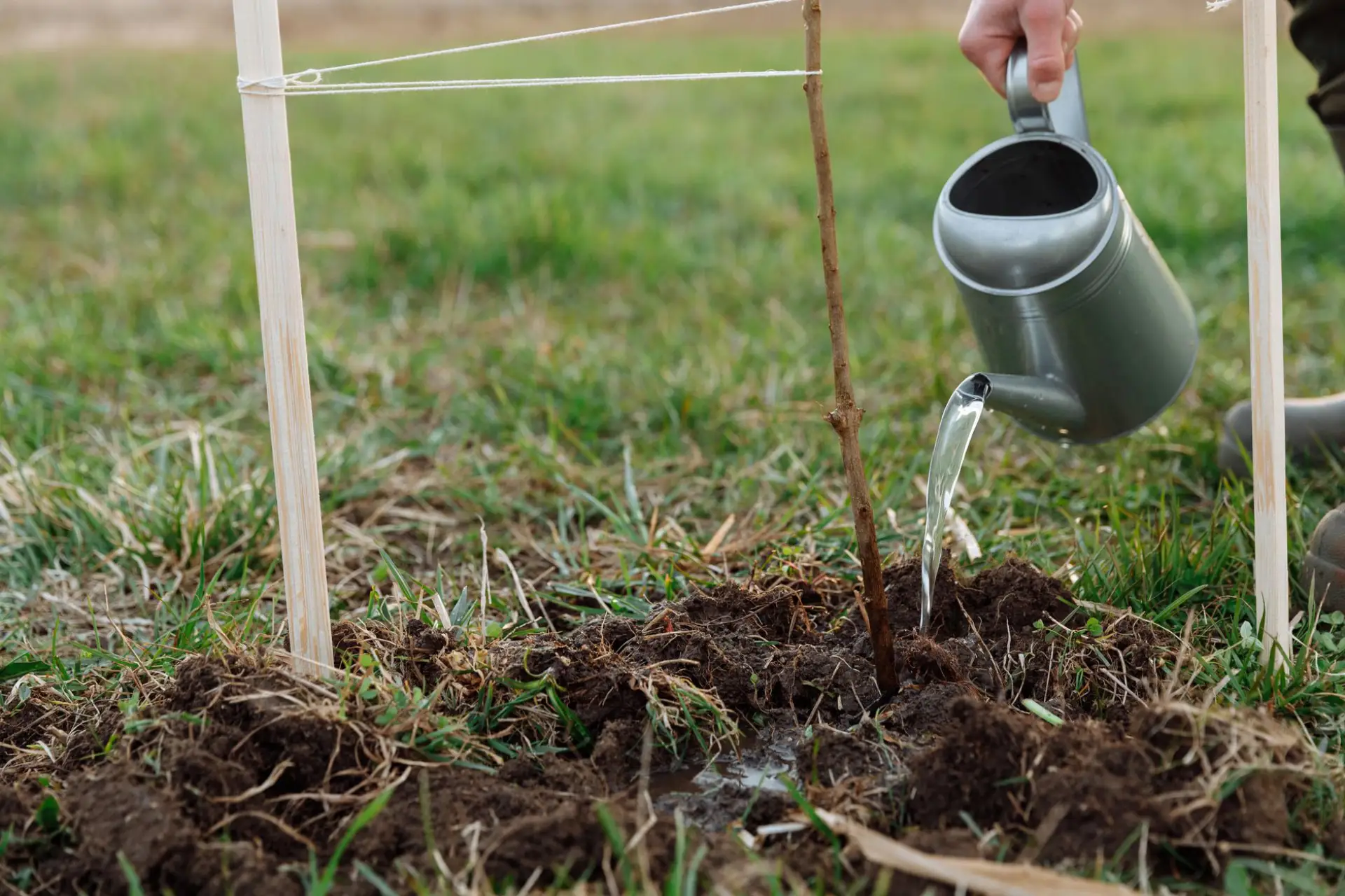 A newly planted sapling being watered with a metal watering can