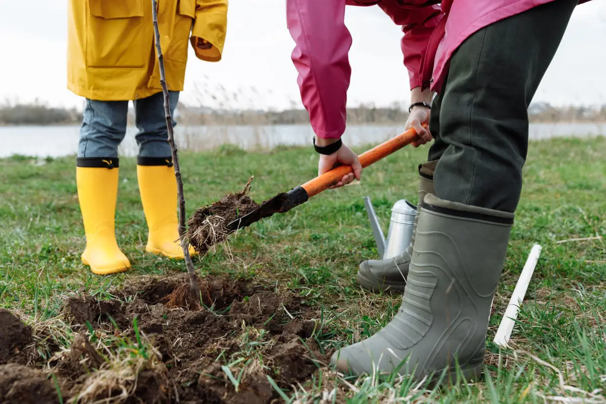 Two people in rain gear backfilling soil around a bare-root sapling, a watering can beside them