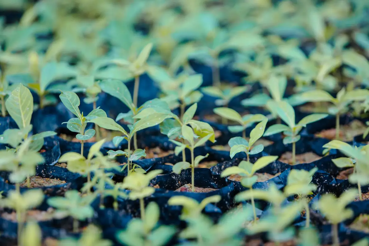 Rows of young nursery saplings ready for planting