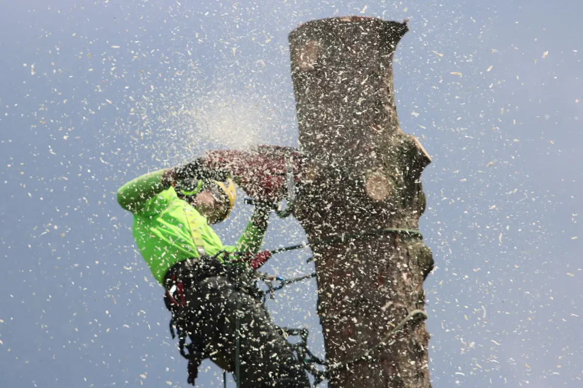 A climbing arborist cutting a trunk section high in a tree, sawdust flying