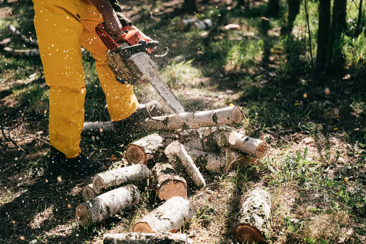 A saw operator in protective trousers cutting felled birch stems into rounds, sawdust flying