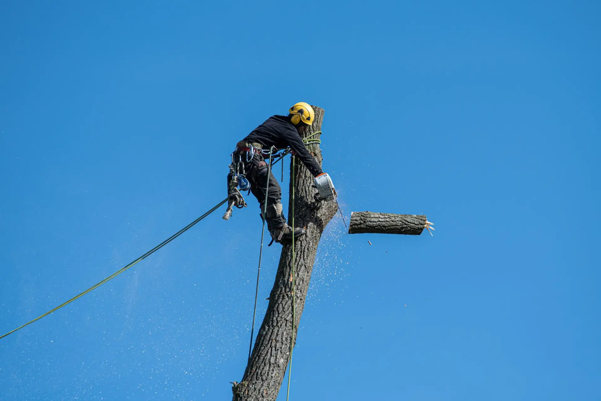 An arborist in safety gear cutting a tree with a chainsaw against a clear sky during a tree removal