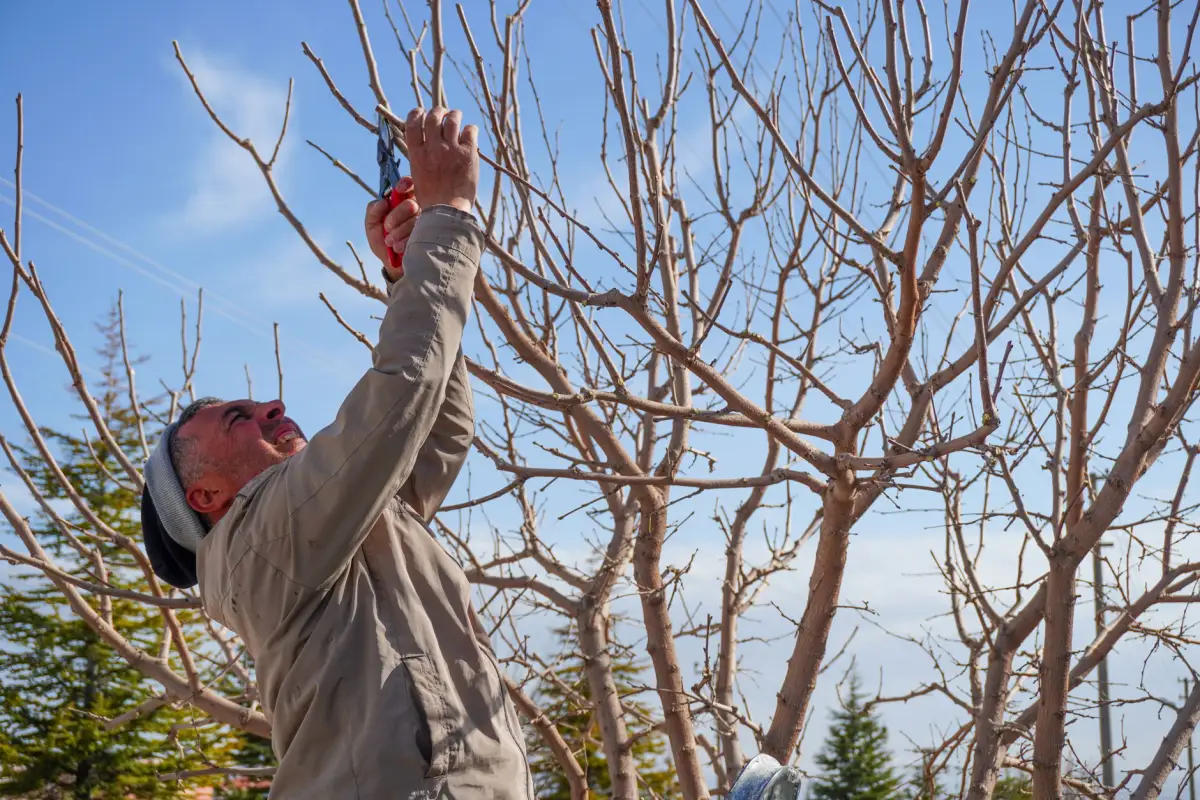 A man pruning a bare dormant tree with hand pruners against a clear sky