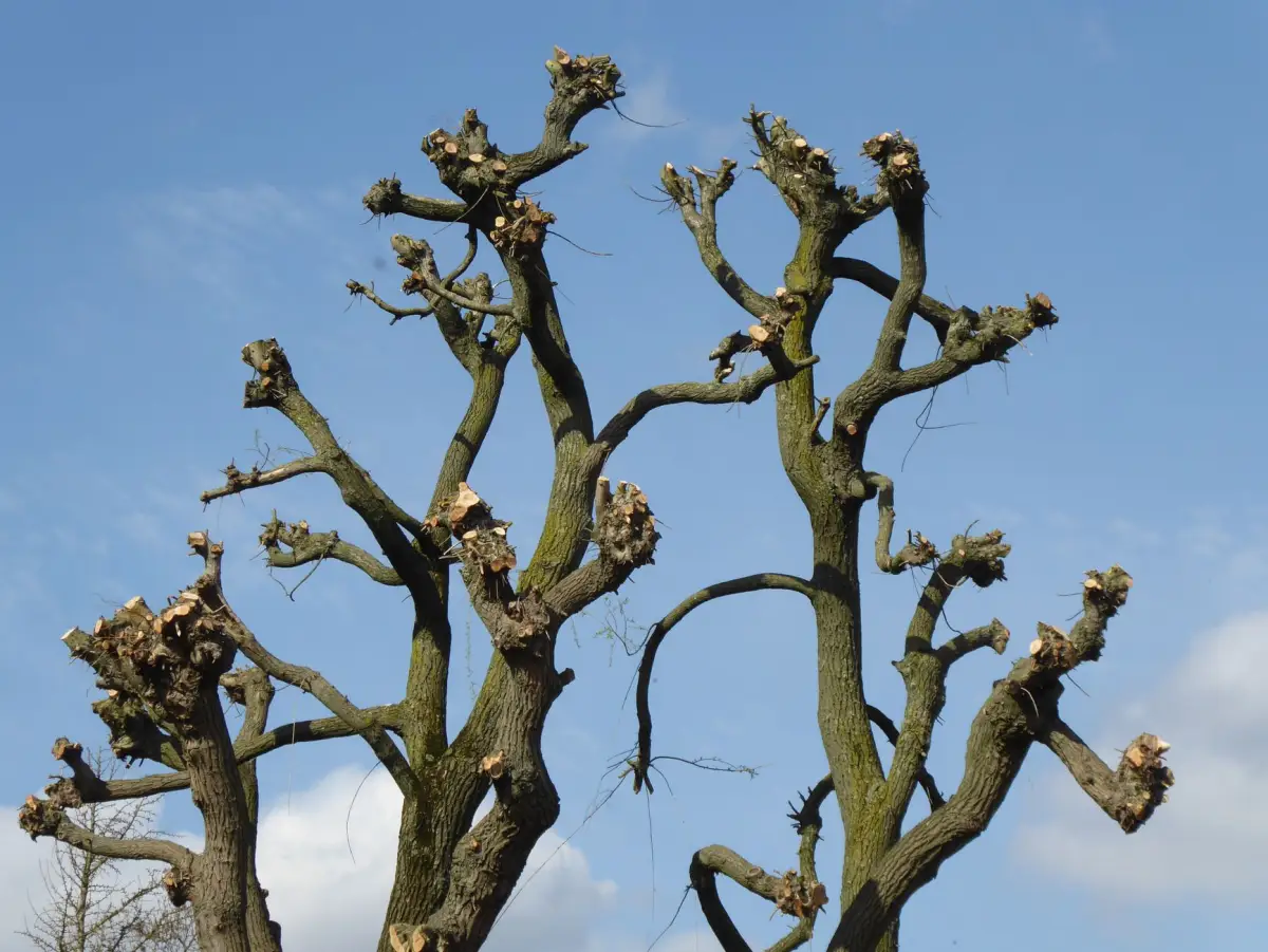Reduced tree branches silhouetted against a clear blue sky after crown work