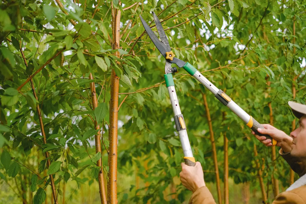 Hand pruners being used to cut a small branch during tree trimming