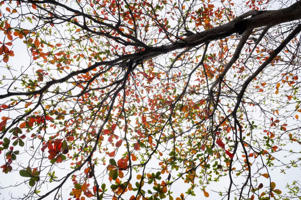An upward view through a thinned tree crown against a bright sky