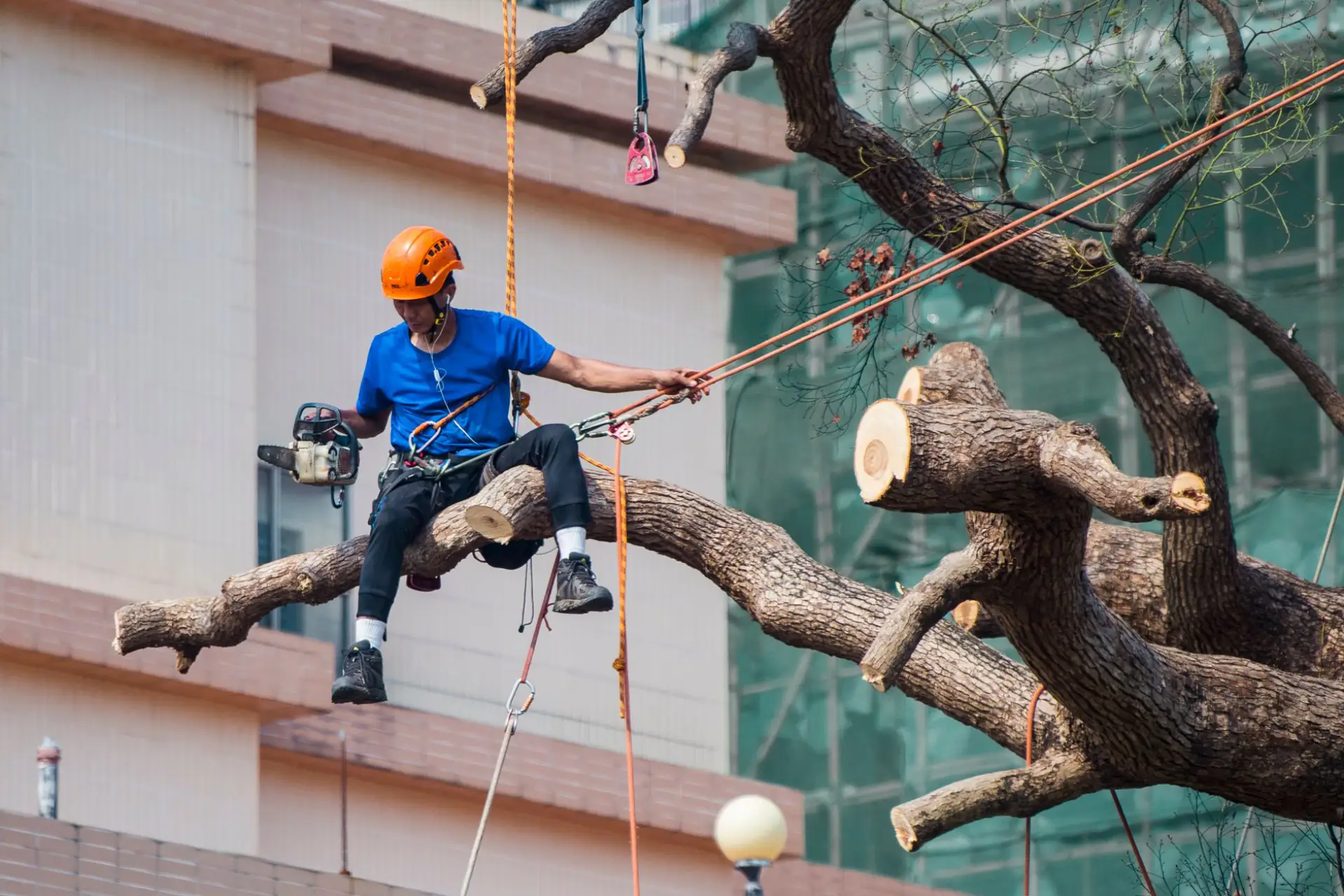 A tree surgeon secured on ropes pruning branches with a chainsaw